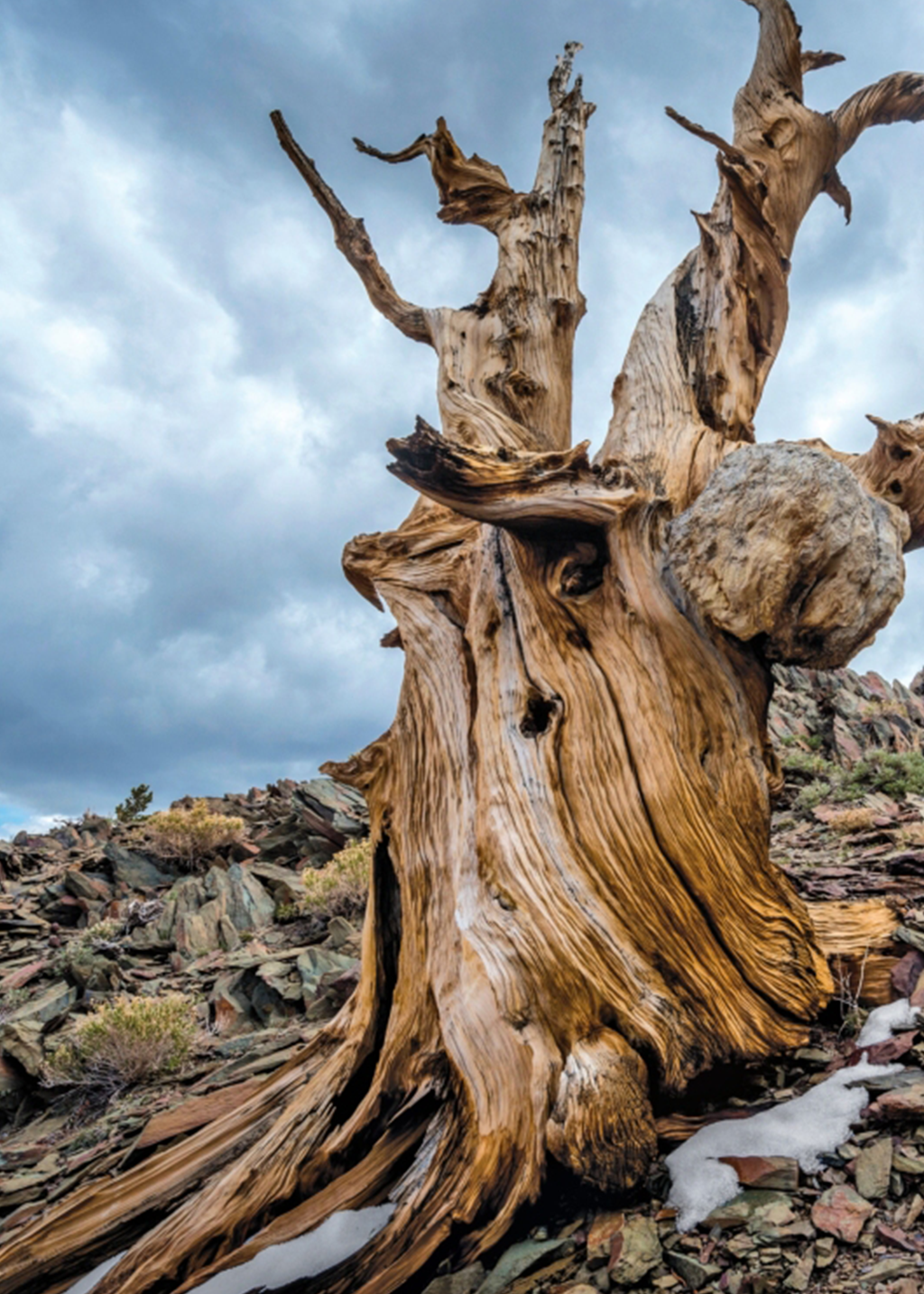The Healing Magic of Forest Bathing