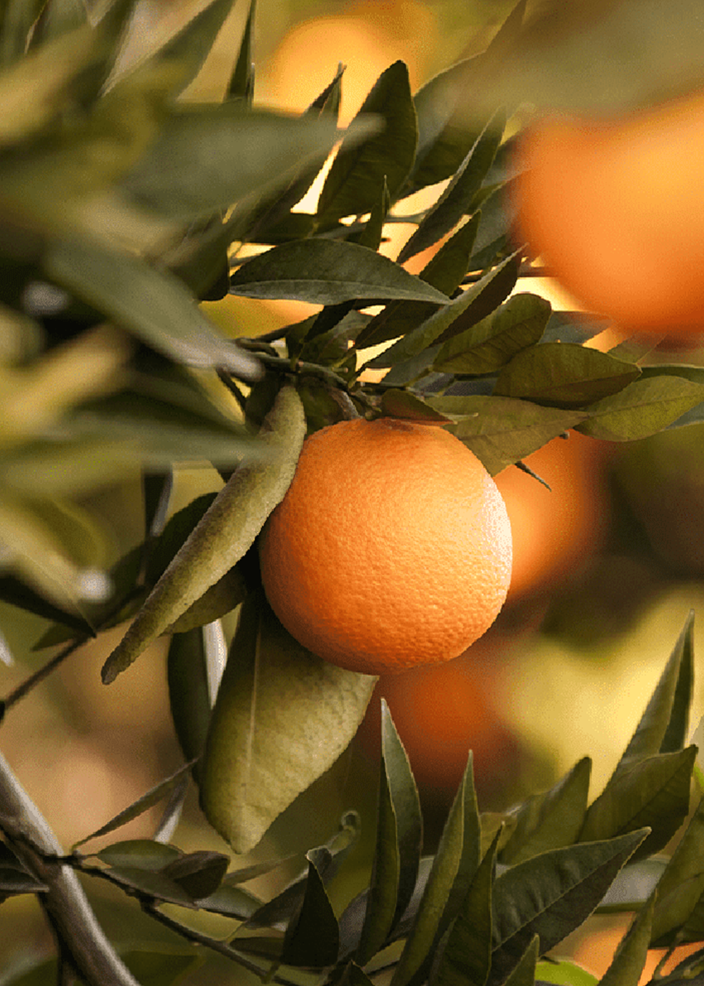 Zest For Life Drive Scent Refill